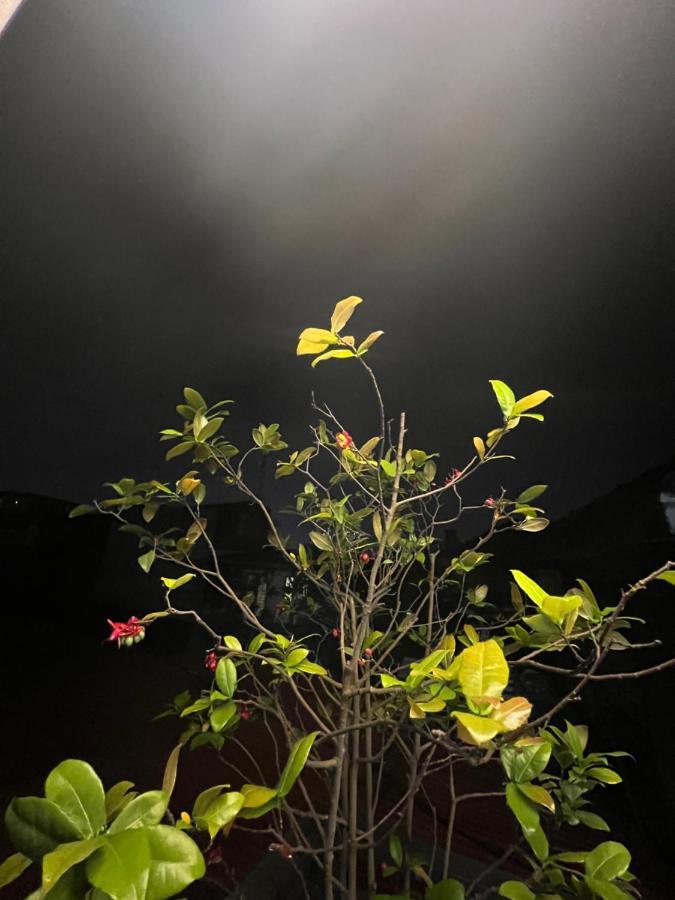 Sunflower Homestay Hai Phong Haiphong Exterior foto